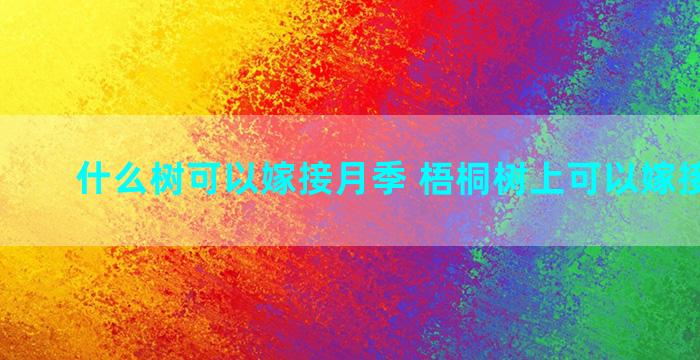 什么树可以嫁接月季 梧桐树上可以嫁接什么树